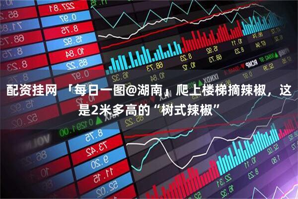 配资挂网 「每日一图@湖南」爬上楼梯摘辣椒，这是2米多高的“树式辣椒”